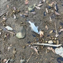 セイゴ（ヒラスズキ）