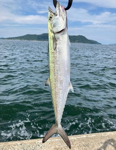 サゴシの釣果