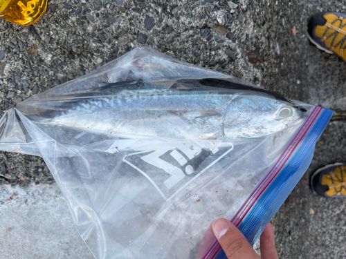 木負堤防