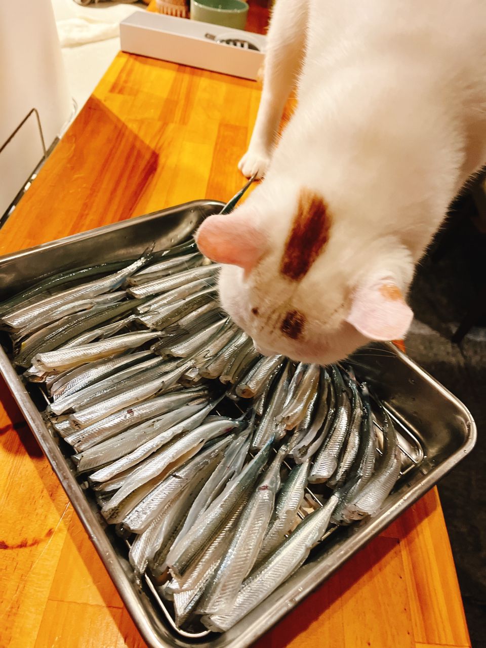 サヨリ