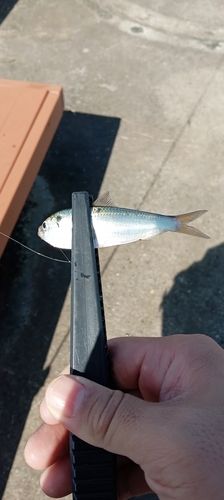 サッパの釣果