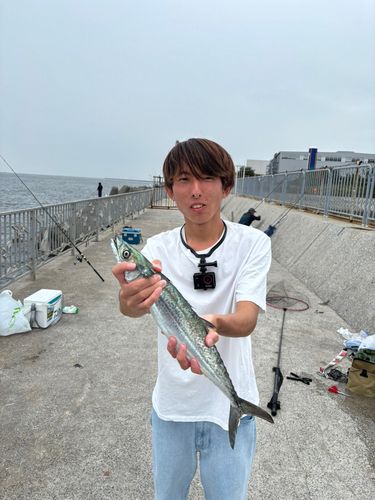 貝塚人工島