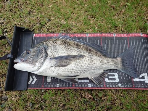 クロダイの釣果