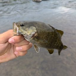 スモールマウスバス