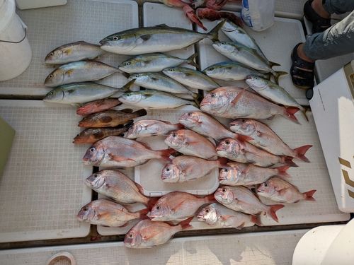 タイの釣果