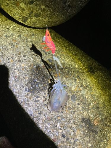 播磨灘