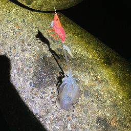 アオリイカ