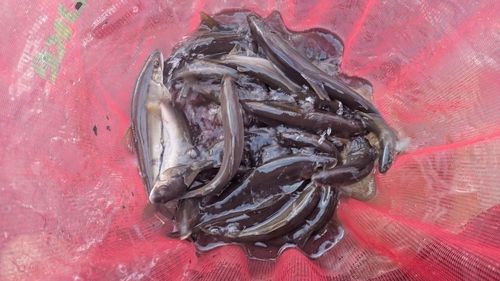 アユの釣果