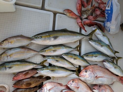 ヤズの釣果