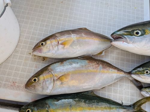 ネリゴの釣果