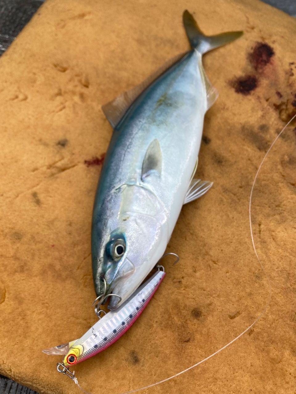 KENTO 釣果さんの釣果 3枚目の画像