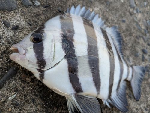 表浜名湖