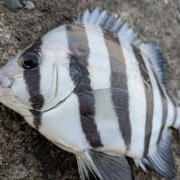 サンバソウ