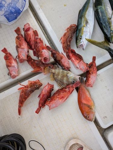 アラカブの釣果