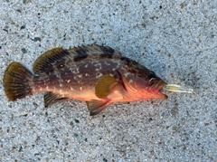キジハタの釣果