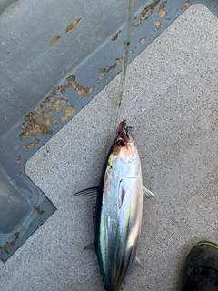 カツオの釣果