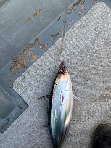 カツオの釣果
