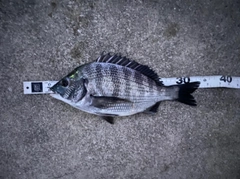 クロダイの釣果