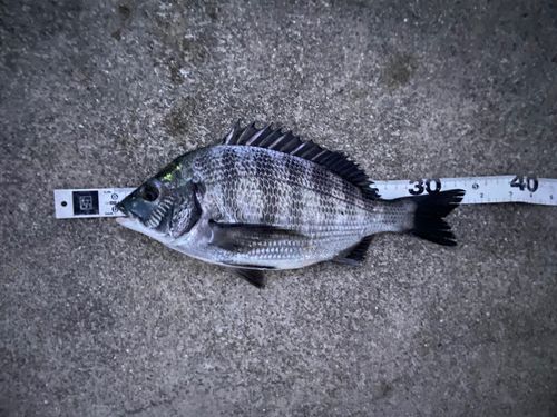 クロダイの釣果