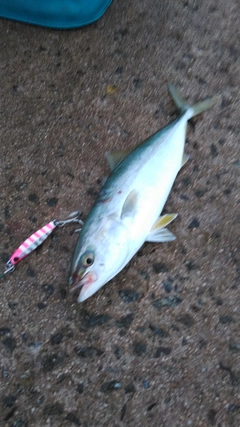 ツバスの釣果
