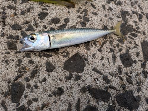 サバの釣果