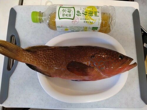 キジハタの釣果