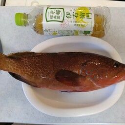 キジハタ