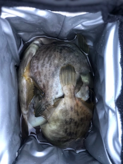 カワハギの釣果