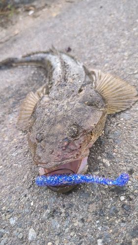 マゴチの釣果