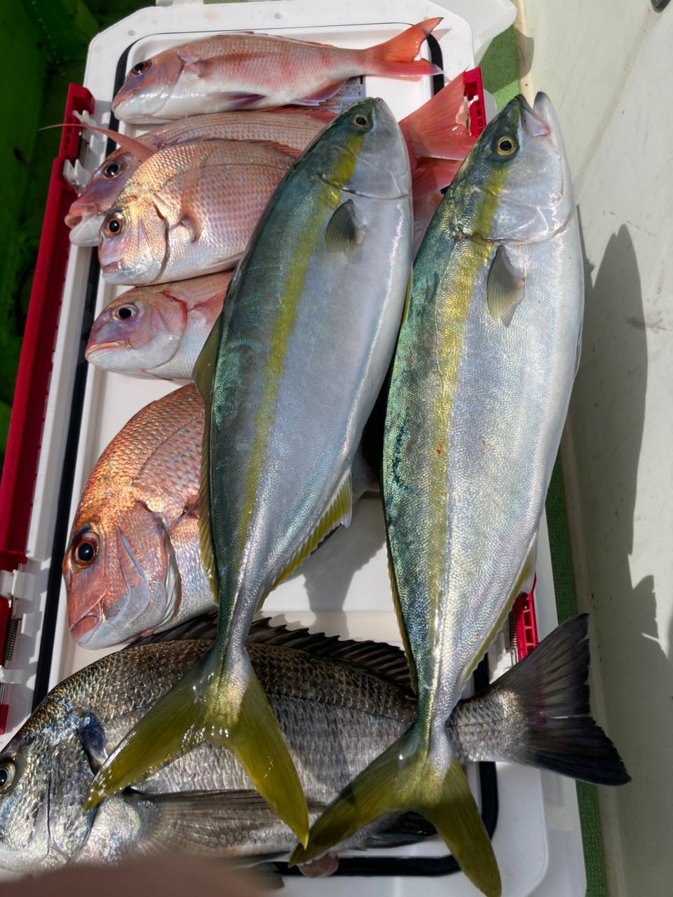 ライト君の晩御飯さんの釣果 1枚目の画像