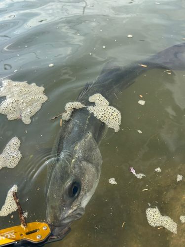スズキの釣果