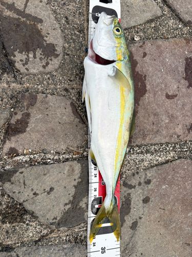 ツバスの釣果