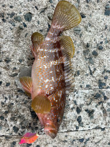 アコウの釣果