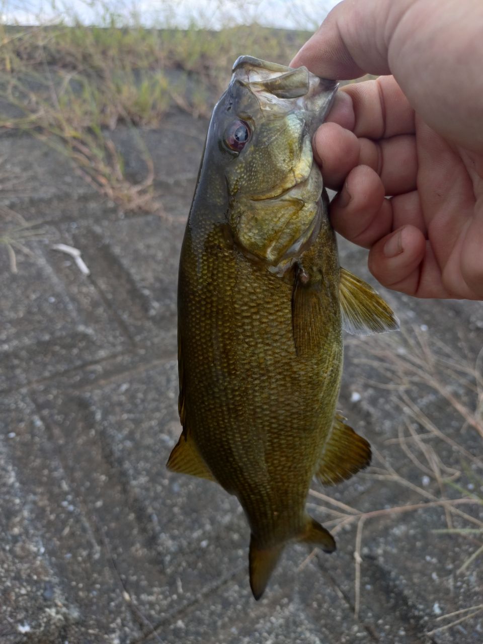 スモールマウスバス