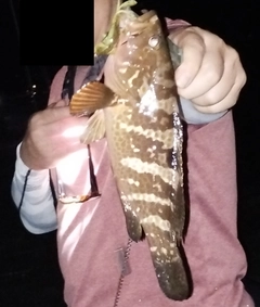 アコウの釣果