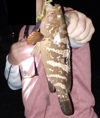 アコウの釣果