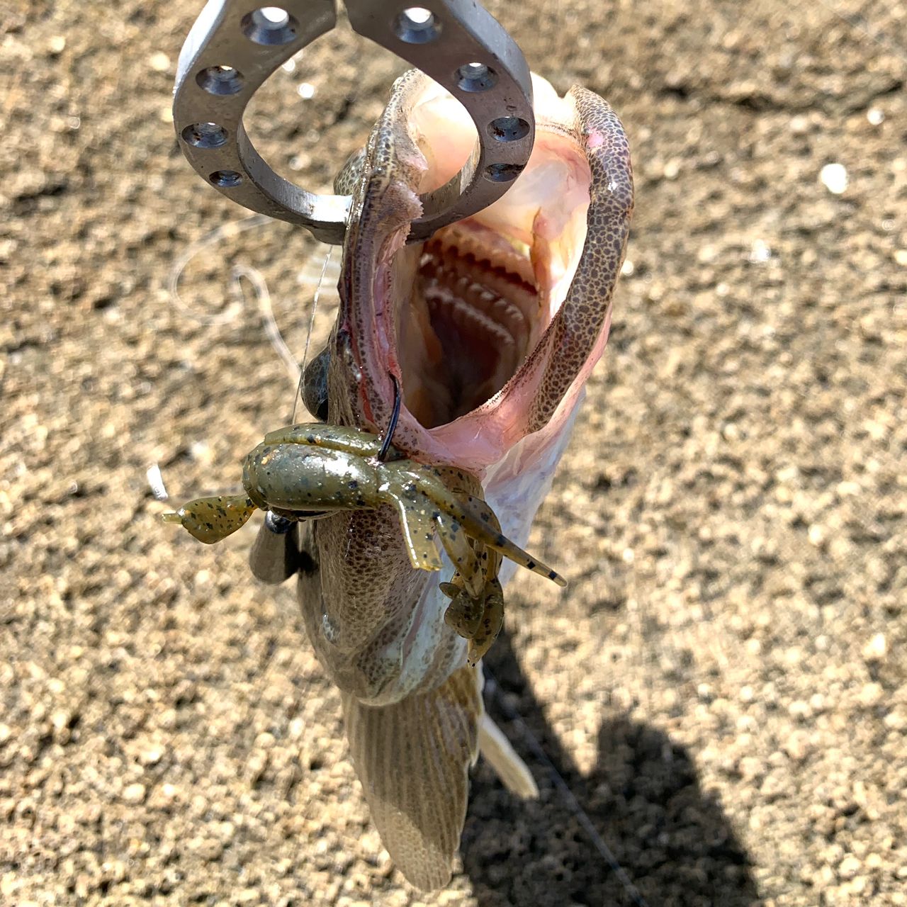 マゴチ