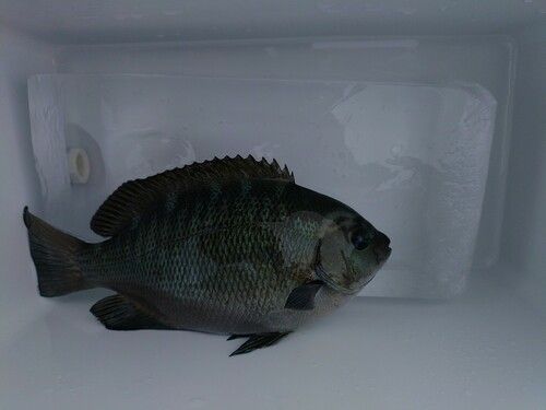 グレの釣果