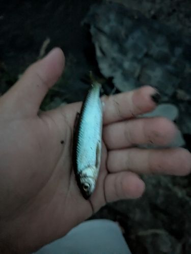 オイカワの釣果