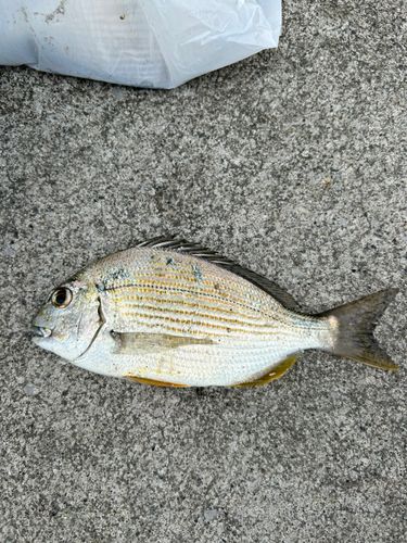 伊良湖港