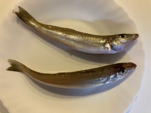 キスの釣果