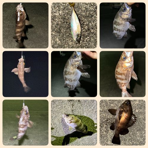 メバルの釣果