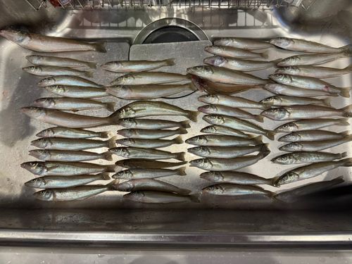 シロギスの釣果