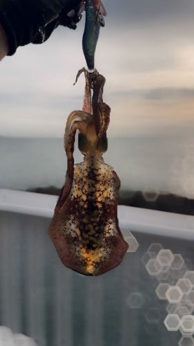 寺泊サーフ