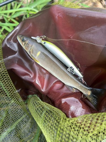 アユの釣果