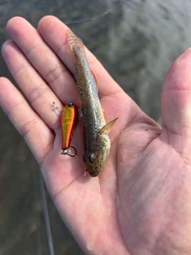 江戸川下流
