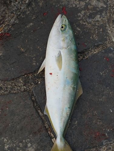 ワラサの釣果