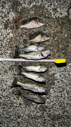 若洲海浜公園海釣り施設