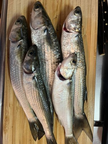 ボラの釣果