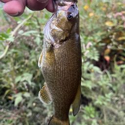 スモールマウスバス